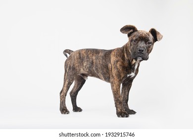 83 Puppy american stanford Images, Stock Photos & Vectors | Shutterstock