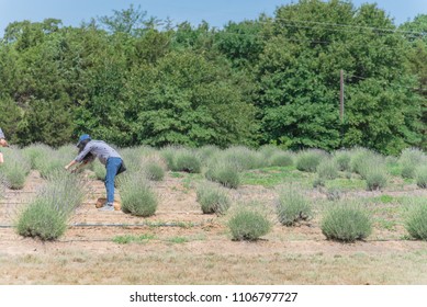 Side View A Young Asian Lady Pick Their Own Lavender At Local Farm In Texas, USA. U-pick, Pick Your Own, Harvest Lavender Field Season Concept