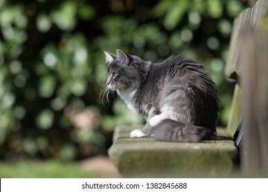 side view of a young blue tabby maine coon cat sitting on a wooden bench outside on a sunny day