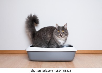 side view of a young blue tabby maine coon cat sitting in cat litter box in front of white wall with copy space