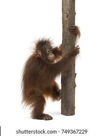 Side view of a young Bornean orangutan climbing on a tree trunk, Pongo pygmaeus, 18 months old, isolated on white