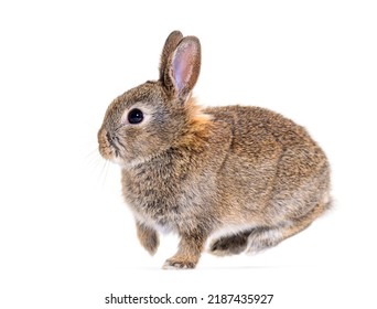 Side View Of A Young Bunny European Rabbit, Jumping