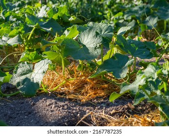 Side View Of A Young Cucumber Plant Growing On A Mulched Litter Of Straw. Pumpkin Grows In The Garden Under A Mulch Of Dry Grass. Plants In Organic Farming