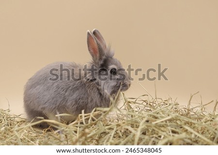 side view of a young decorative rabbit sitting in a pile of hay. feeding rodents.