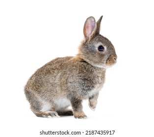 Side View Of A Young European Rabbit Bunny, Oryctolagus Cuniculus