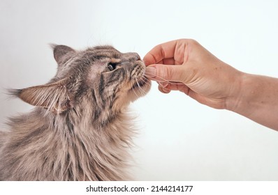 side view of a young gray tabby maine coon cat getting fed by owner. female human hand feeding the cat with treat stick snacks on white studio background with copy space