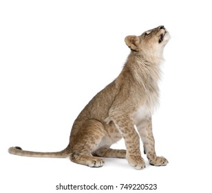 Side view of young lion cub looking up, Panthera leo, 8 months old, against white background, studio shot