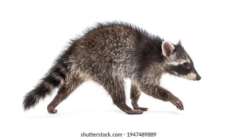 Seitliche Sicht auf einen jungen Walking-Raccoon einzeln auf Weiß