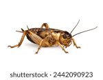 side view of young yellow cricket, gryllus bimaculatus isolated on white background, high detail macro shot