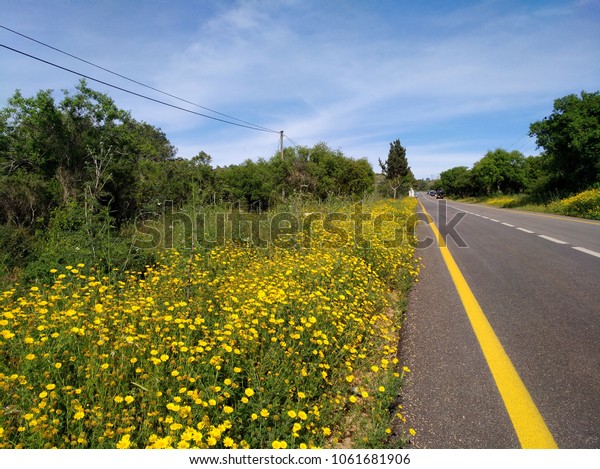 side way with chrysanthemum,  yellow line in the\
side of the road -paved road, a road with a dividing line in the\
middle, and yellow chrysanthemum flowers at the side of the road,\
with a blue sky\
