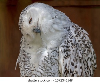 Side Ways Head Tilt Of The Snowy Owl Humorous Close Up Frame Of Snowy Owl Facing Forward But With Its Head Tilted Right Side Down. Visible Eye Sharp Focus With Varying Levels Of Focus On Its Feathers