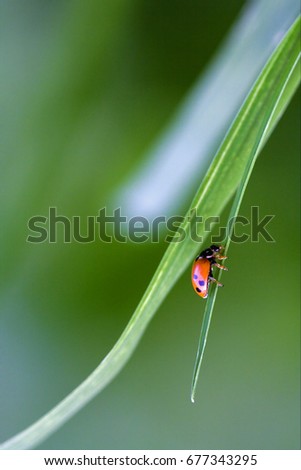 Similar – willow leaf beetle Nature