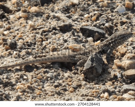 Side-blotched Lizard sunbathing and warming up