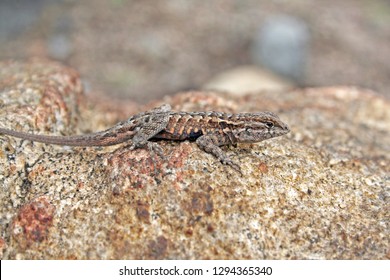 Side-blotched Lizard (Uta Stansburiana)