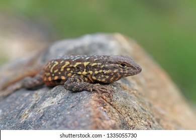 Side-blotched Lizard (Uta Stansburiana)