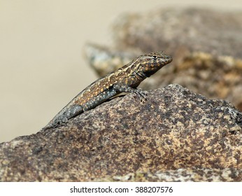 Side-blotched Lizard - Uta Stansburiana