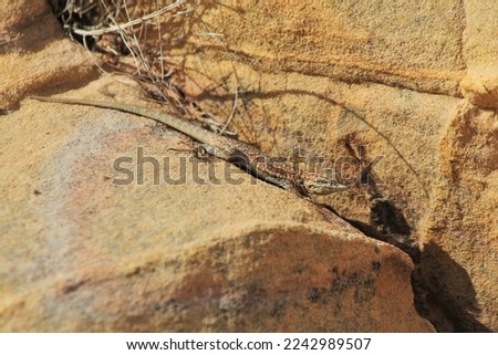 Side-blotched Lizard (Uta stansburiana) camouflaged on sandstone Stock fotó © 