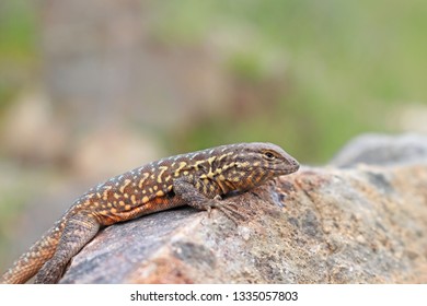 Side-blotched Lizard Uta Stansburiana Elegans