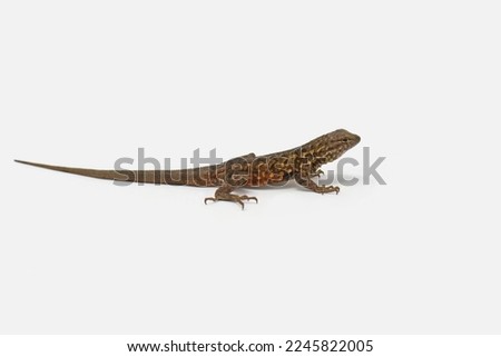 Side-blotched Lizard, Uta stansburiana, white background Stock fotó © 