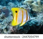 A side-on profile view of a single Copperband Butterflyfish (Chelmon rostratus) swimming across a coral reef.