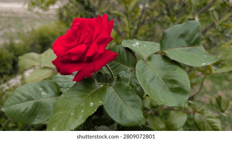 A side-profile close-up shot of a deep red rose in full bloom, featuring velvety red petals attached to a leafy green stem with a soft-focus garden background.
