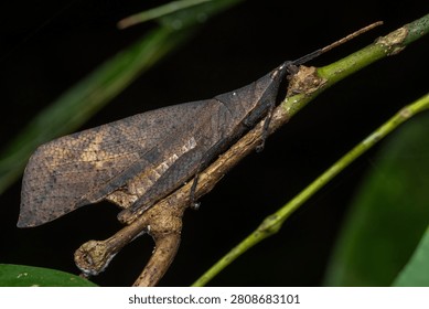 Side-profile macro shot of a leaf-mimic grasshopper clinging to a thin twig in a tropical rainforest.