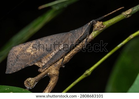 Side-profile macro shot of a leaf-mimic grasshopper clinging to a thin twig in a tropical rainforest.