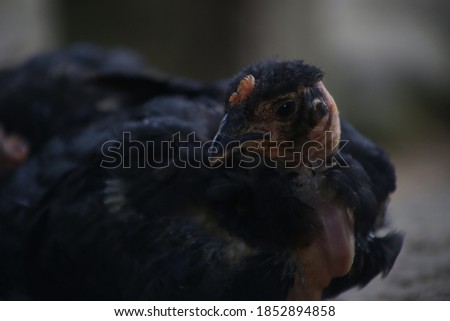Sideshot of a chick of peep with black colored feathers