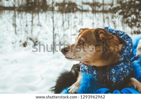 Sideshot of a dog wearing a winter coat, looking to the left of the frame. 
