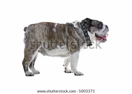 sideshot of a english bulldog