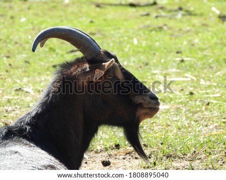 sideshot of a male goat