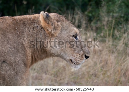 Sideshot portrait of a lioness in the African bush