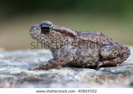 sideshot young toad