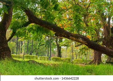 A Sidevie Of A Lagoon Park Taken At University Of Lagos, Nigeria