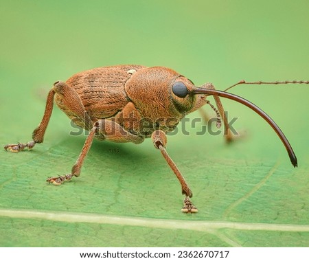 Side-view of brown weevil with a long proboscis standing on a green leaf (Acorn Weevil, Curculio glandium)