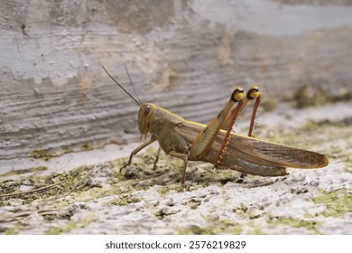 Sideview closeup of Hedge Grasshopper. Insect species Valanga irregularis is seen resting on a cement floor. Agricultural pest insect. Macrophotography of animal in the wilds