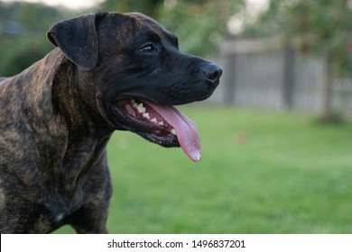 Sideview Of Happy Mixed Presa Canario Dog