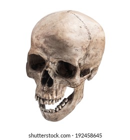 Sideview Of Human Skull Open Mouth On Isolated White Background