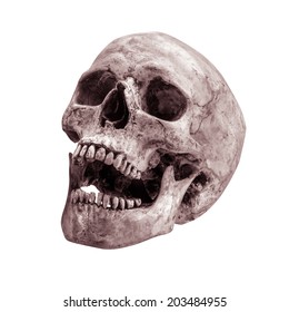 Sideview Of Human Skull Open Mouth On Isolated White Background