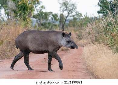 A Side-view Of A Lowland Tapir Crossing The Path With His Whole Body In Brazil