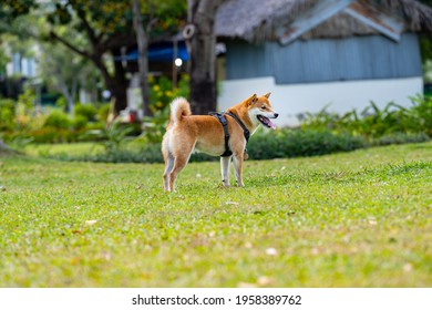 Sideview Photo Of Akita Inu Dog Standing On Grass Lawn