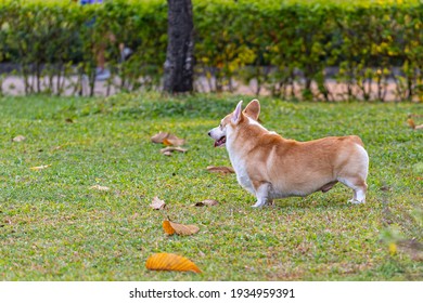 Sideview Photo Of Chubby Pembrokeshire Welsh Corgi Dog 