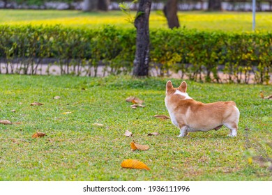 Sideview Photo Of Chubby Welsh Corgi Dog At The Park