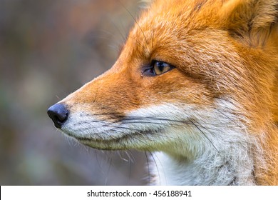 11,059 European fox Images, Stock Photos & Vectors | Shutterstock