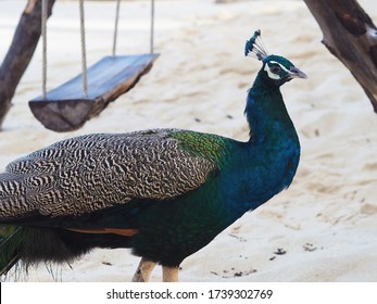 Sideview Portrait Of Male Peacock On The Beach With A Wooden Swing Background. Peacock Beach, Thailand.