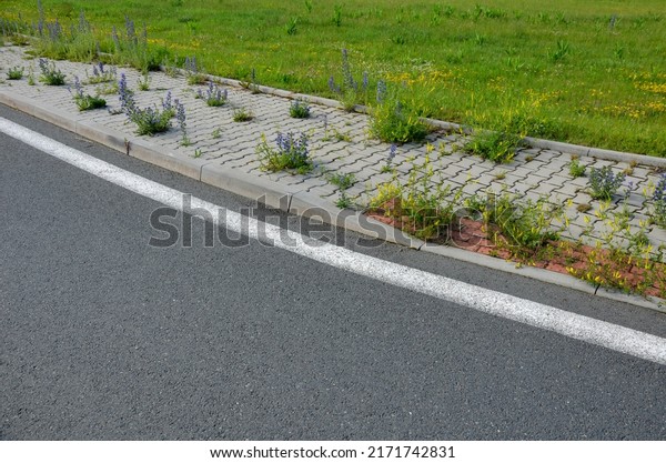 sidewalk of concrete\
cubes at a crossing overgrown with weed flowers. neighborhood\
without regular maintenance. sidewalks difficult to pass need to\
mow with a lawn mower.