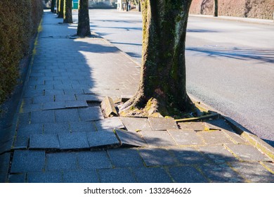 Sidewalk Damage By Tree Root