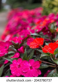 Sidewalk Flowers In East Providence 