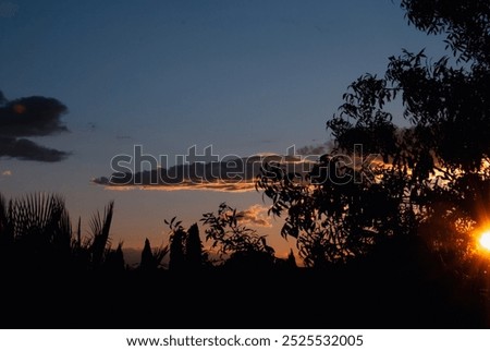 sideway sun behing black tree