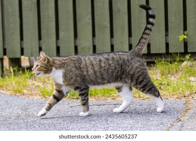 Sideways closeup of a tabby striped cat walking outdoors in summer with fence in background - Powered by Shutterstock